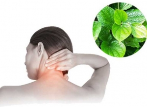 Mách bạn 5 mẹo dùng lá lốt chữa đau nhức xương khớp hiệu quả.